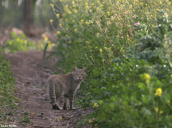 חתול בר Wild Cat Felis silvestris tristrami                                    הר לאוויה, דרום רמת הגולן.מרץ 2007
